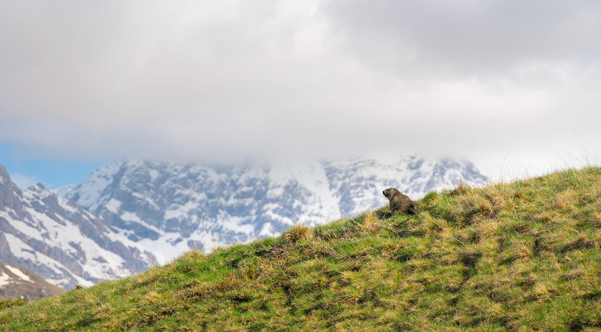 Où voir des marmottes en montagne