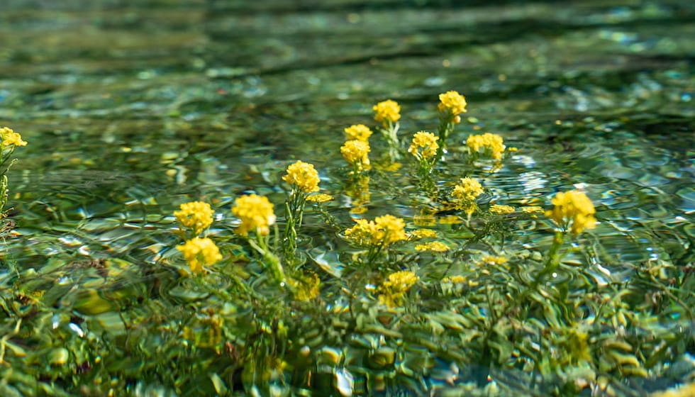 Fleurs dans l'eau