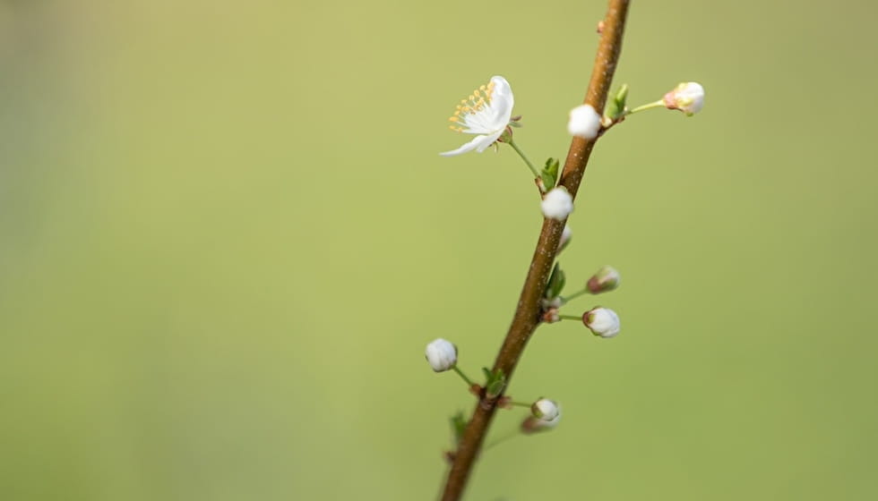 Bourgeons