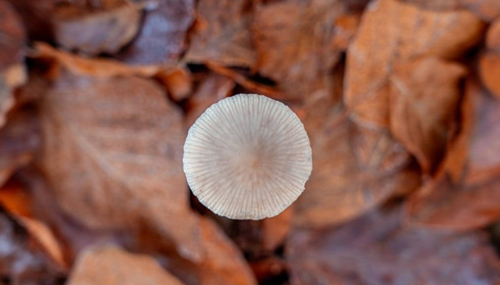 Champignon