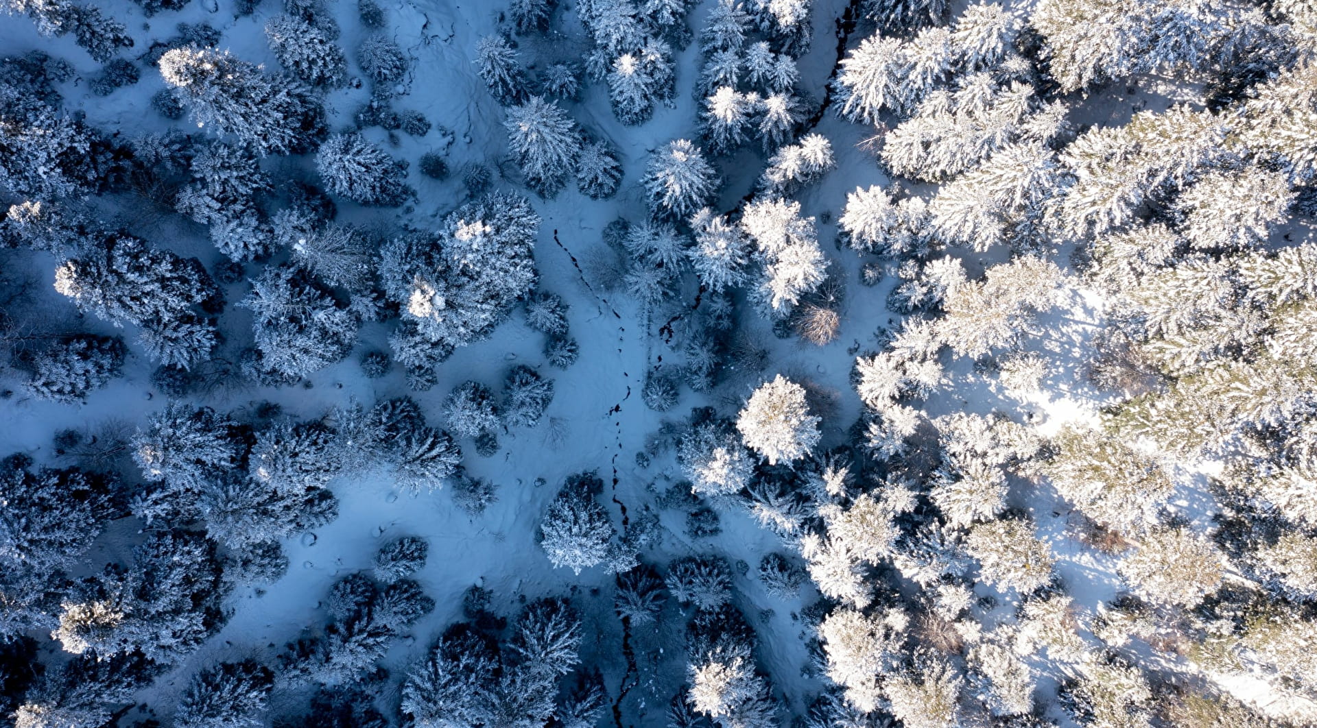 Vue aérienne d'une forêt de sapins